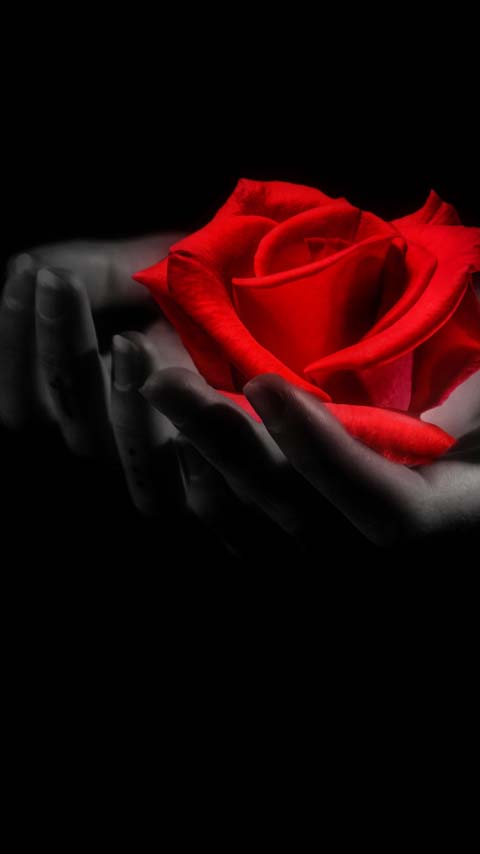 free wallpaper background red rose