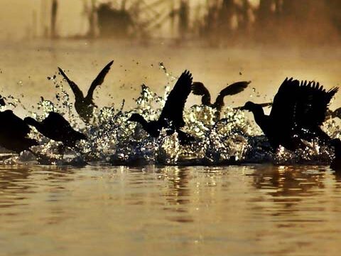 geese wild birds water sunset golden background wallpaper phone