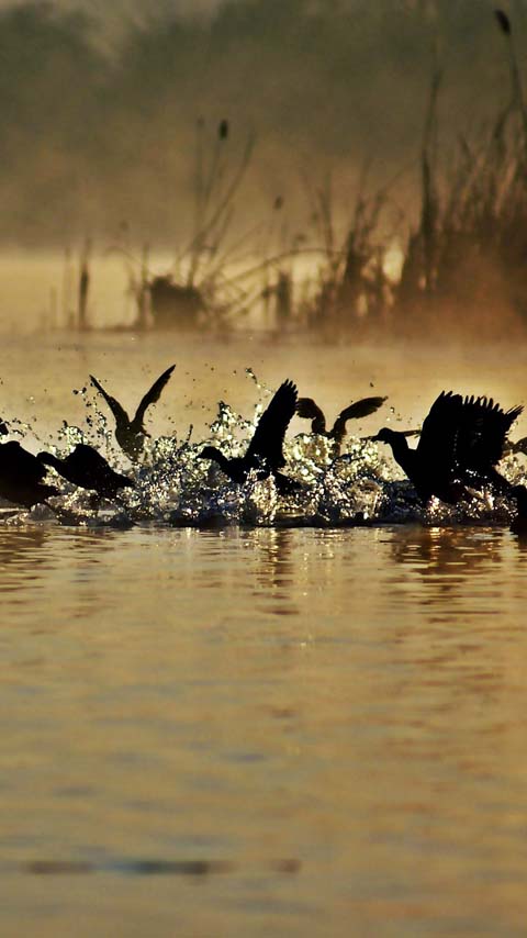 geese wild birds water sunset golden background wallpaper phone