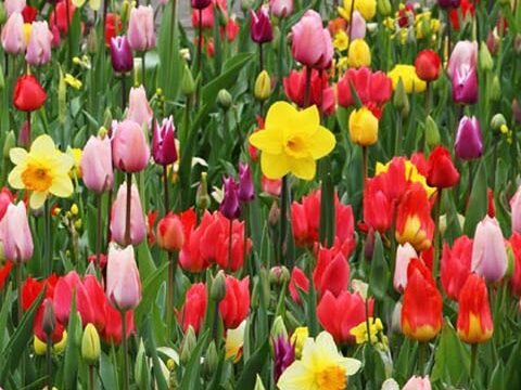 daffodils tulips garden flowers background wallpaper phone