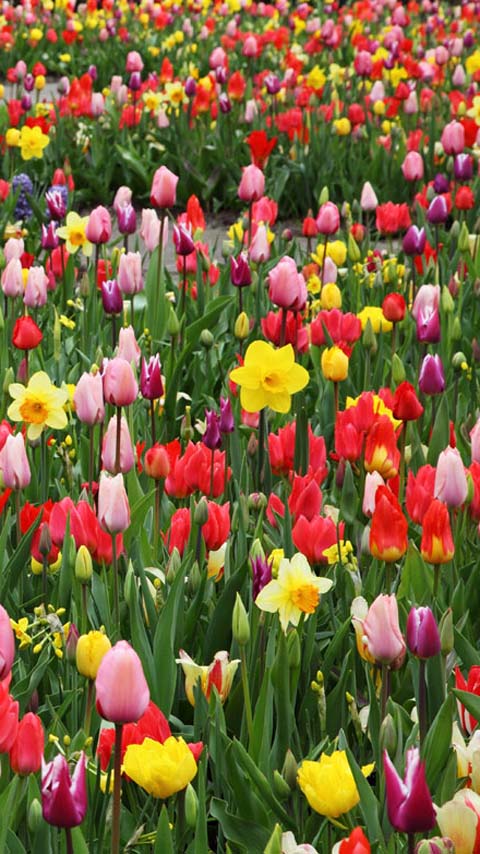 daffodils tulips garden flowers background wallpaper phone