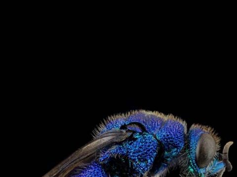 fly insect black wallpaper background phone