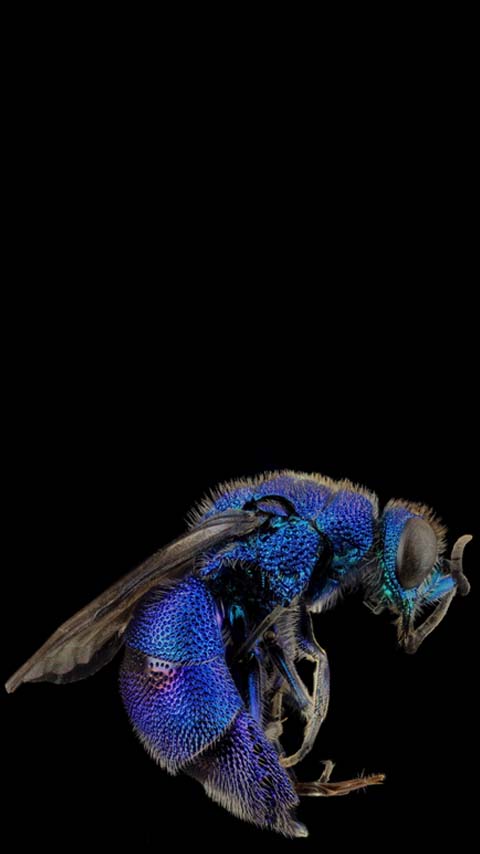 fly insect black wallpaper background phone