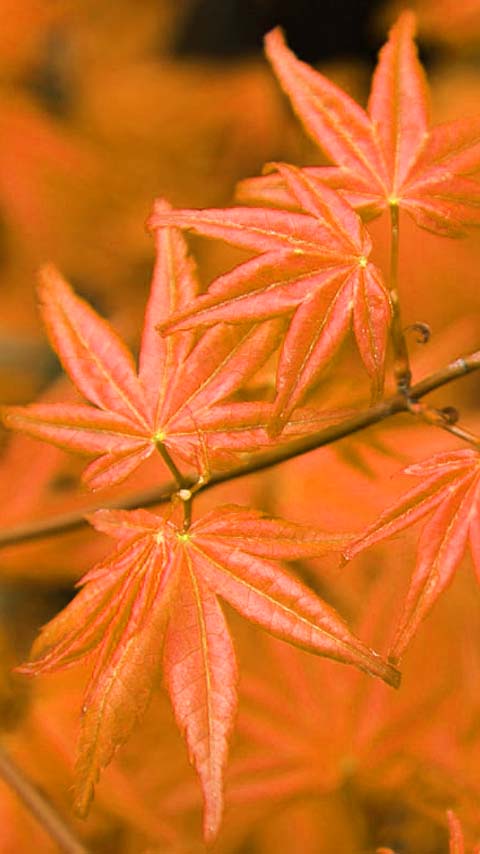 orange autumn leaves wallpaper background phone