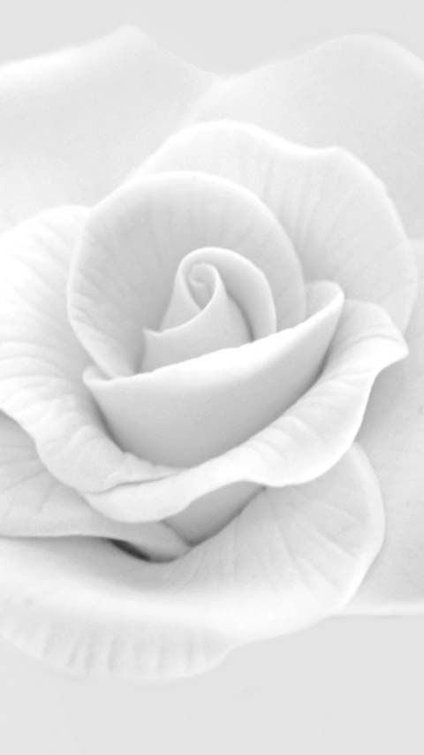 White Rose Wallpaper Phones – 