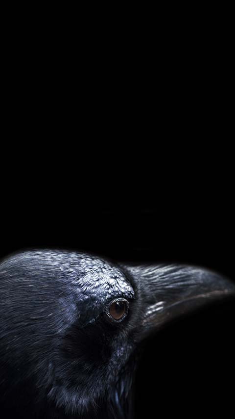 crow black dark wallpaper background phone