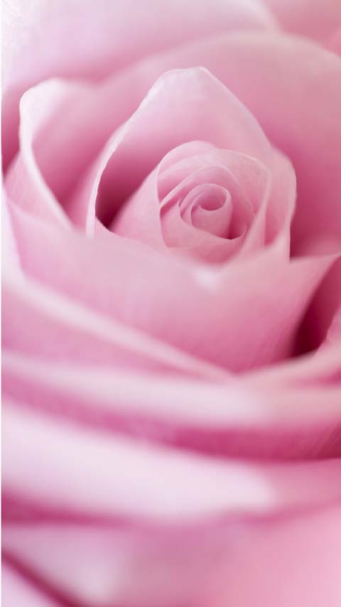 petals pink rose wallpaper background phone