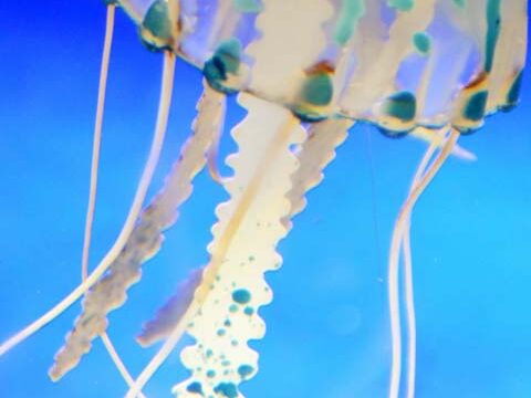 tentacles jellyfish blue ocean wallpaper background phone
