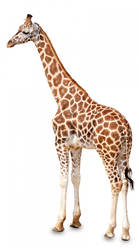 giraffe animal Africa zoo phone wallpaper background
