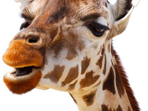smiling giraffe animal zoo Africa background wallpaper phone