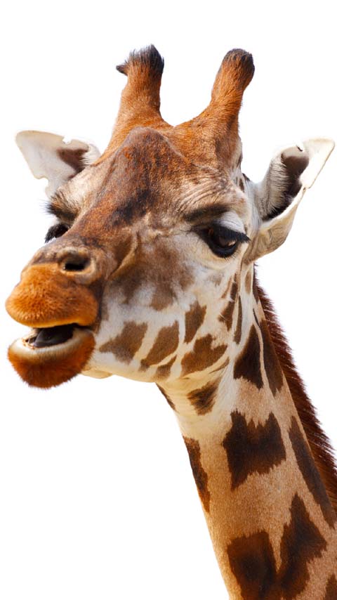 smiling giraffe animal zoo Africa background wallpaper phone