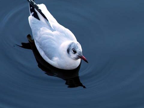 seagull water background wallpaper phone cell free