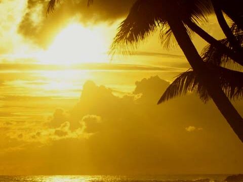 palm trees sunset ocean wallpaper background phone