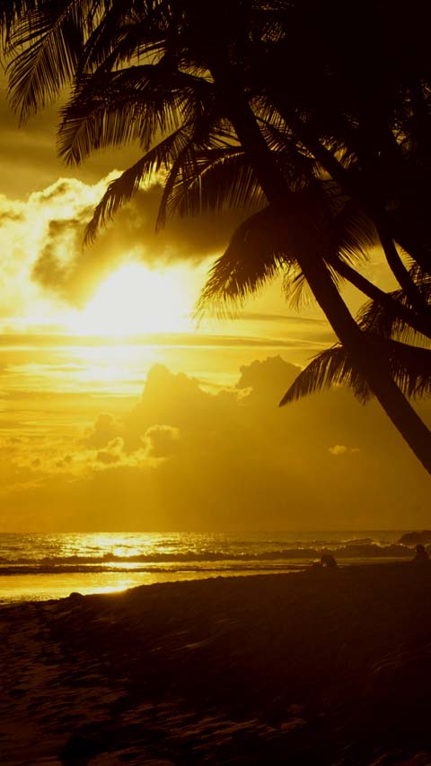 palm trees sunset ocean wallpaper background phone
