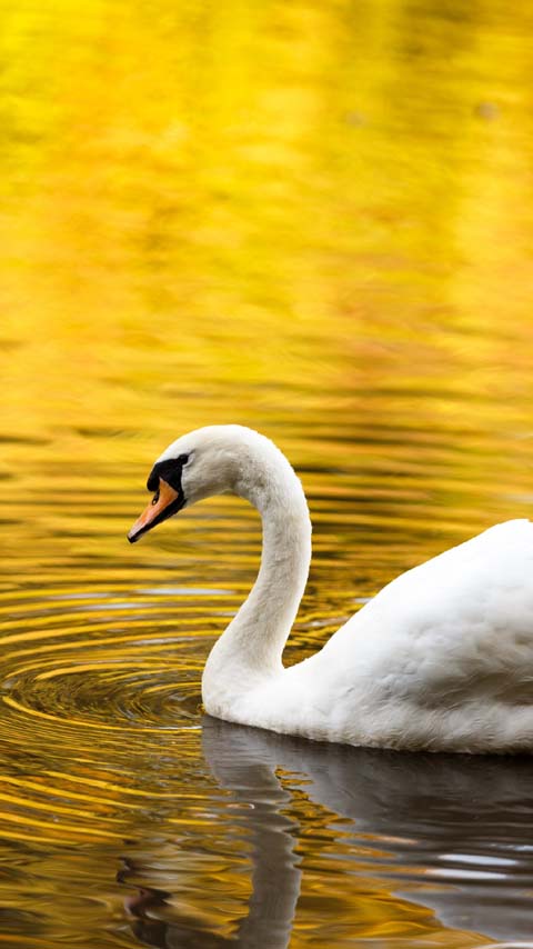 swan yellow golden bird wallpaper phone