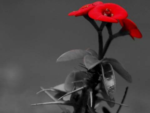 black-and-red flower wallpaper background phone