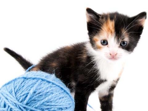 cute kitten cat wallpaper background cellphone