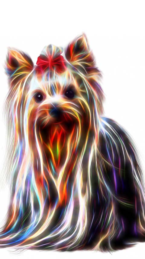 yorkshire terrier dog puppy background wallpaper phone