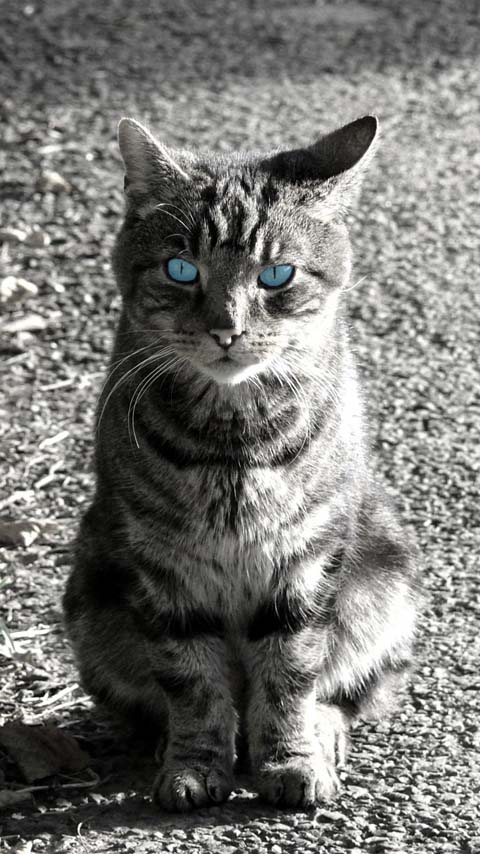blue-eyed cat black&white kitten cute animal background wallpaper phone
