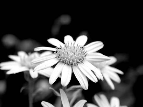 Perennial flower black white background wallpaper phone