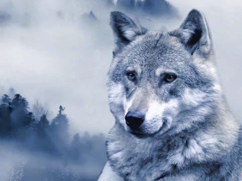 wolf animal wallpaper background phone