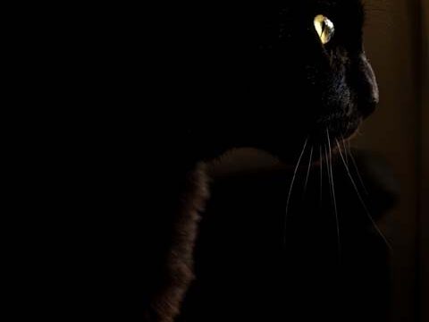 profile black cat dark wallpaper background phone