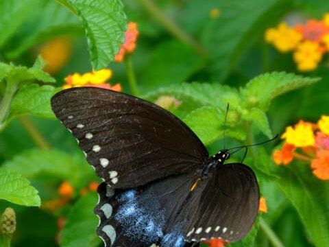 butterfly green grass flowers background wallpaper phone