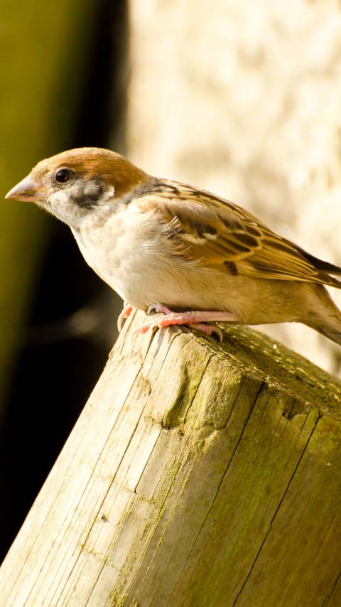 sparrow bird wallpaper background phone free