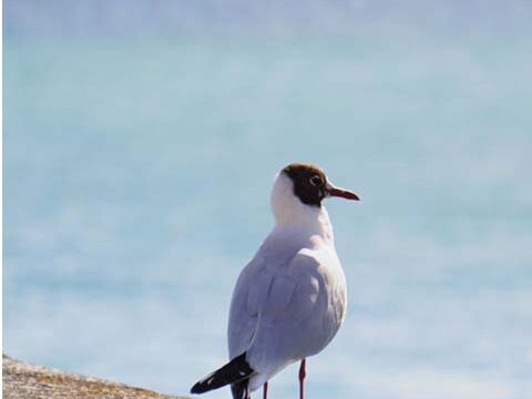 lonely bird seagull ocean blue wallpaper background phone