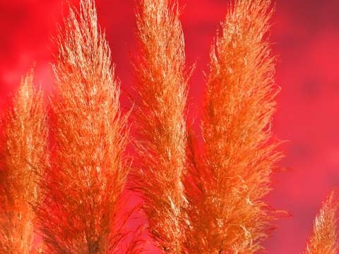 common reed grass red sunset wallpaper background phone