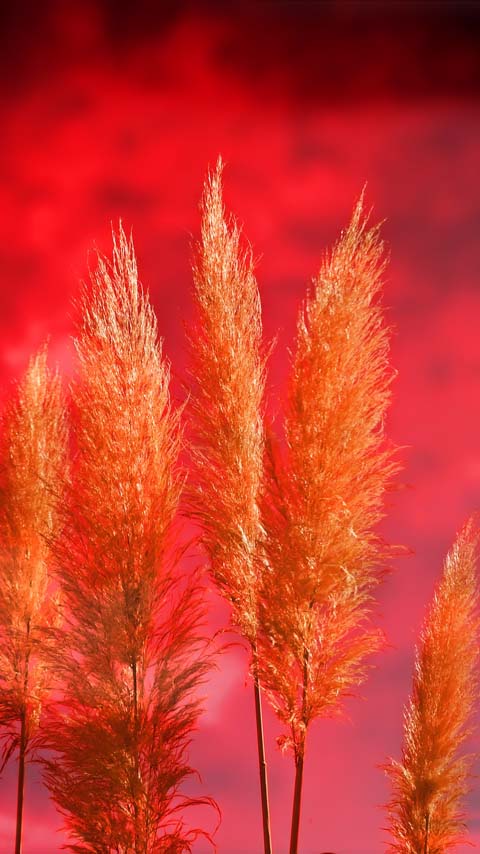 common reed grass red sunset wallpaper background phone
