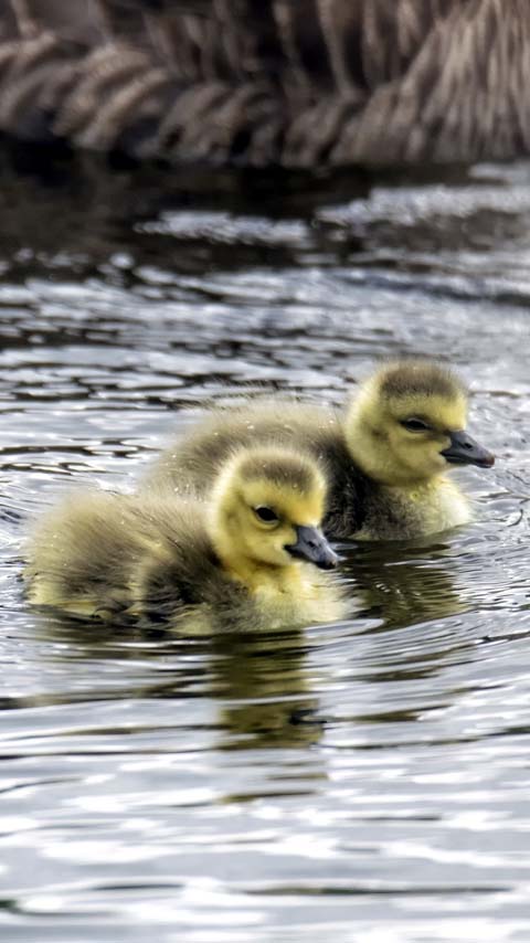 ducklings ducks birds wallpaper background phone