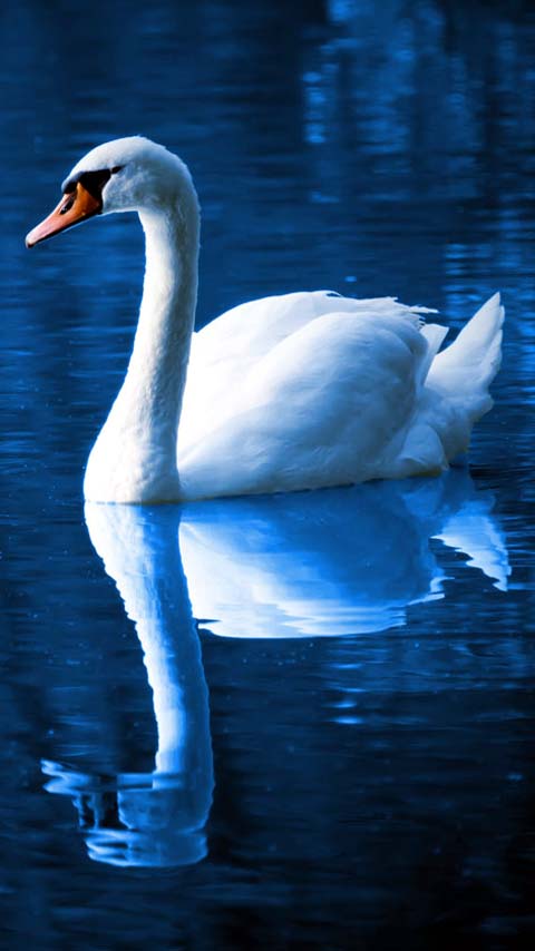 cobalt blue lake swan wallpaper background phone