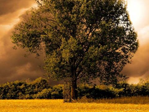 majestic tree meadow yellow wallpaper background phone