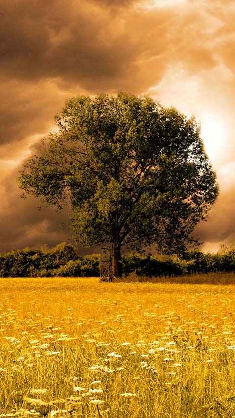 majestic tree meadow yellow wallpaper background phone
