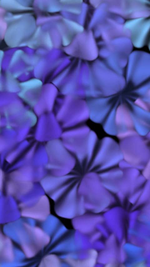 hydrangea flower purple blue wallpaper background phone