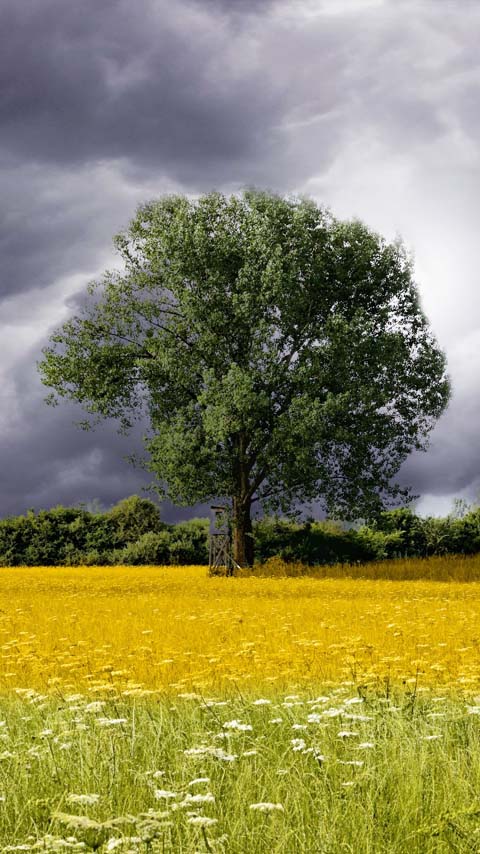 magnificent tree yellow meadow wallpaper background phone