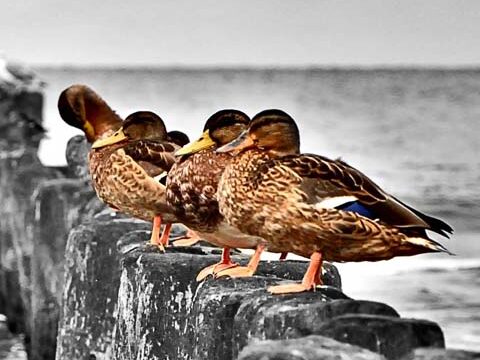 ducks wallpaper background phone free