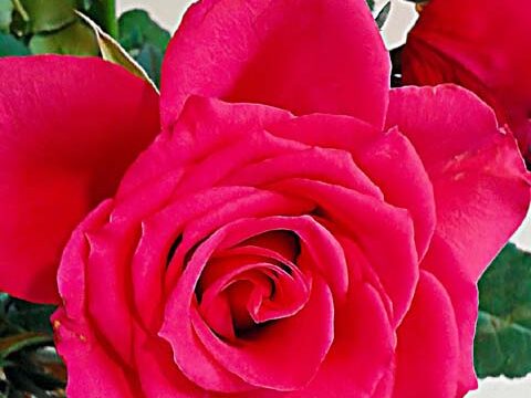ruby rose flower wallpaper background phone