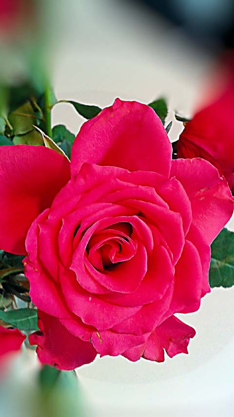 ruby rose flower wallpaper background phone