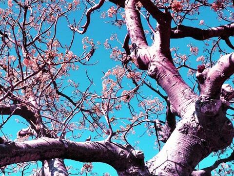 blossom tree pink blue wallpaper background phone