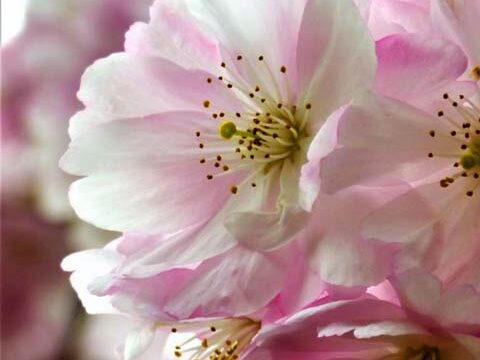 peach pink blossom wallpaper background phone