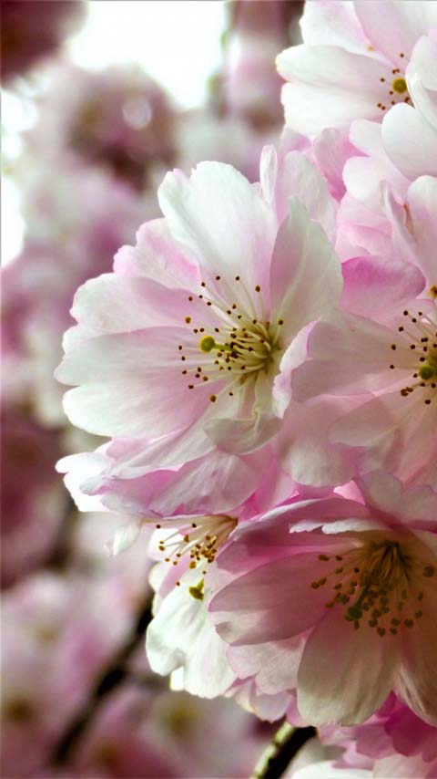 peach pink blossom wallpaper background phone