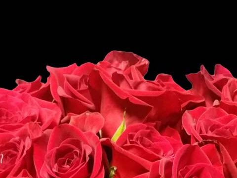 bouquet red roses black dark wallpaper background phone