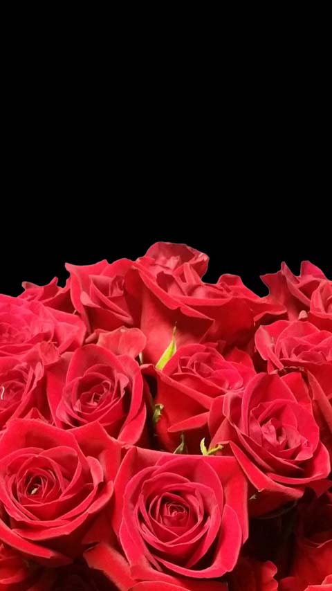 bouquet red roses black dark wallpaper background phone