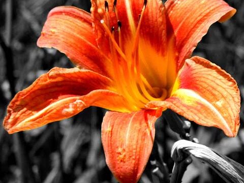 lily orange flower black white wallpaper background phone