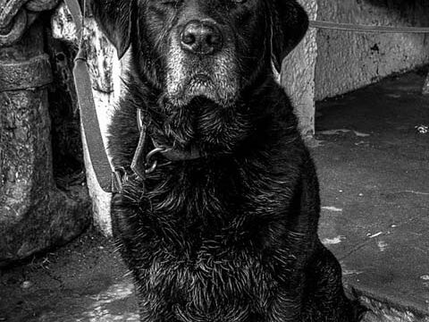 old dog black white picture wallpaper background phone