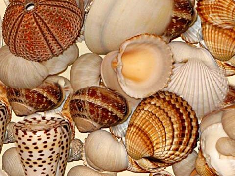 seashells ocean beach wallpaper background phone