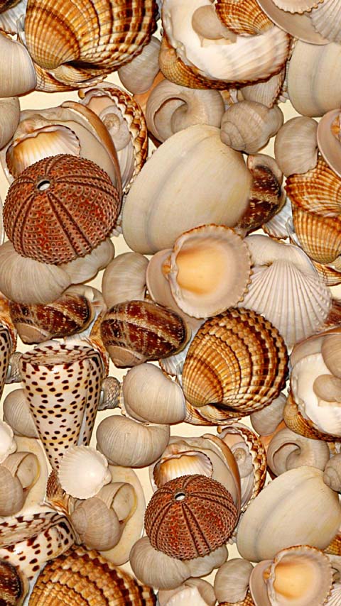 seashells ocean beach wallpaper background phone