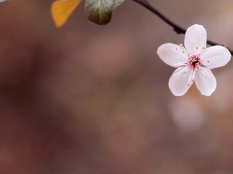 blush flower tree pink wallpaper background phone